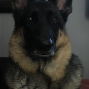 Meet your Posher, Albert